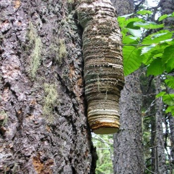 Agaricus (Fomitopsis Officinalis)